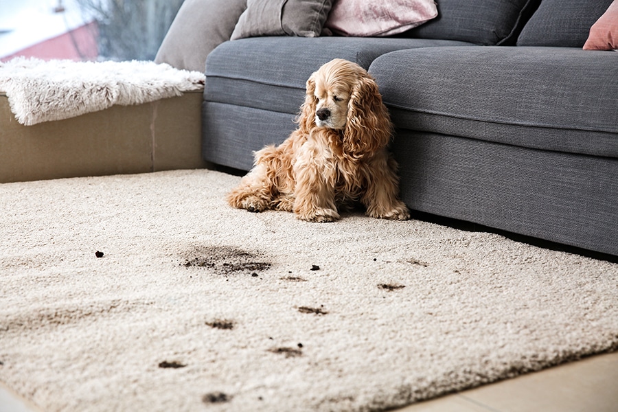 pet mess in home