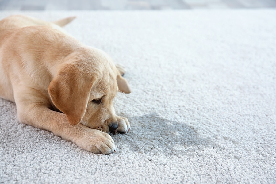 cleaning puppy mess